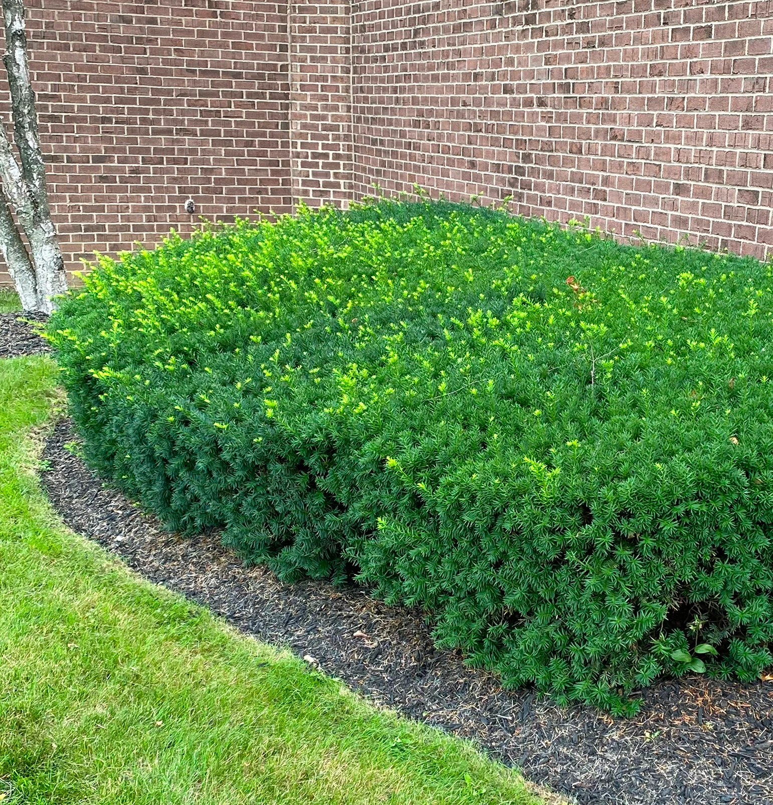 A well-manicured, dense green hedge running alongside a brick wall.